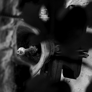 Cloche vue du dessous entre les feuillages avec nid d'insecte en noir et blanc - France  - collection de photos clin d'oeil, catégorie clindoeil